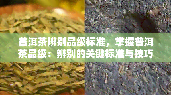 普洱茶辨别品级标准，掌握普洱茶品级：辨别的关键标准与技巧