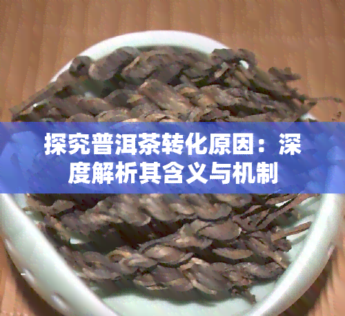 探究普洱茶转化原因：深度解析其含义与机制