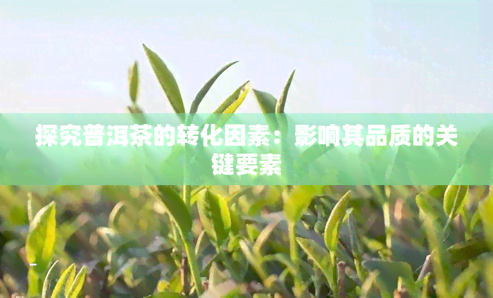 探究普洱茶的转化因素：影响其品质的关键要素