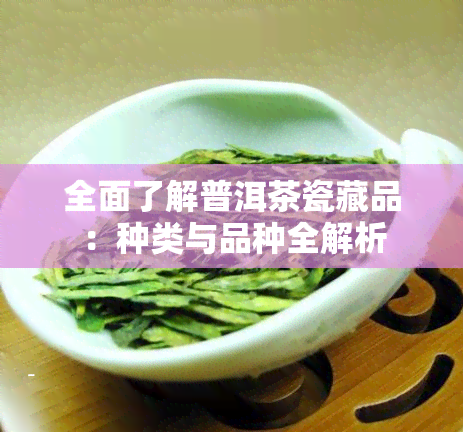 全面了解普洱茶瓷藏品：种类与品种全解析