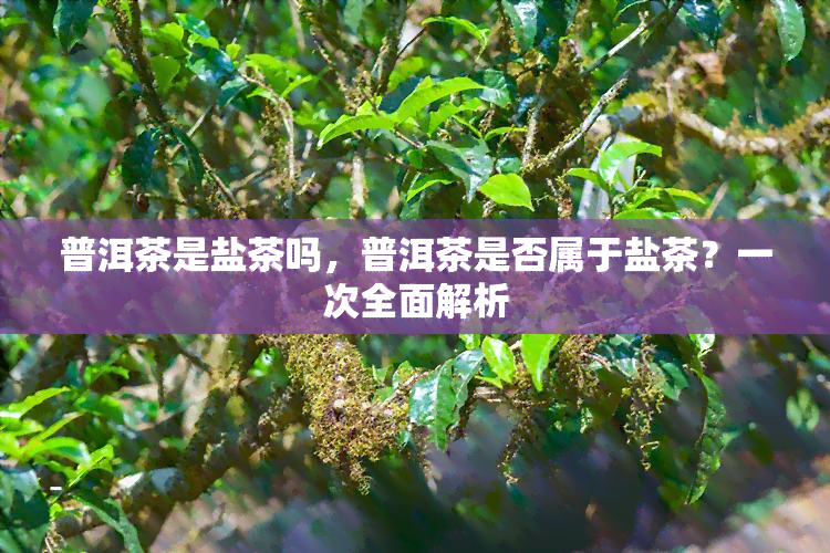 普洱茶是盐茶吗，普洱茶是否属于盐茶？一次全面解析