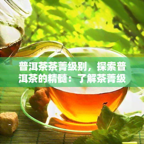 普洱茶茶菁级别，探索普洱茶的精髓：了解茶菁级别的重要性