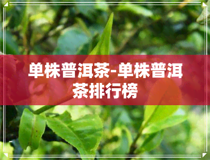 单株普洱茶-单株普洱茶排行榜