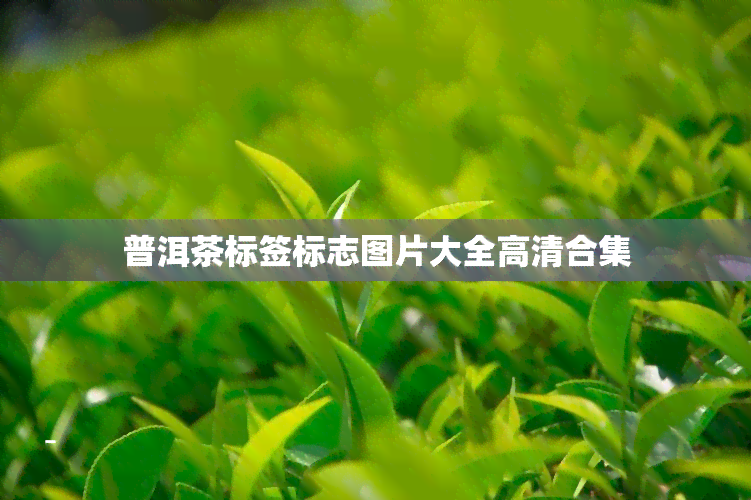 普洱茶标签标志图片大全高清合集