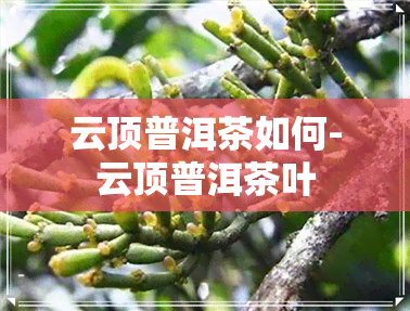 云顶普洱茶如何-云顶普洱茶叶