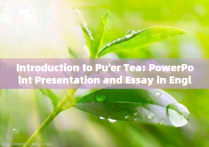 Introduction to Pu'er Tea: PowerPoint Presentation and Essay in English