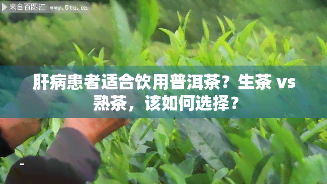 肝病患者适合饮用普洱茶？生茶 vs 熟茶，该如何选择？