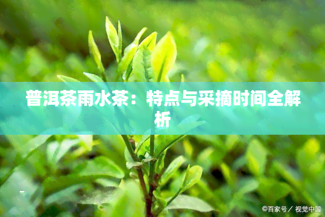 普洱茶雨水茶：特点与采摘时间全解析