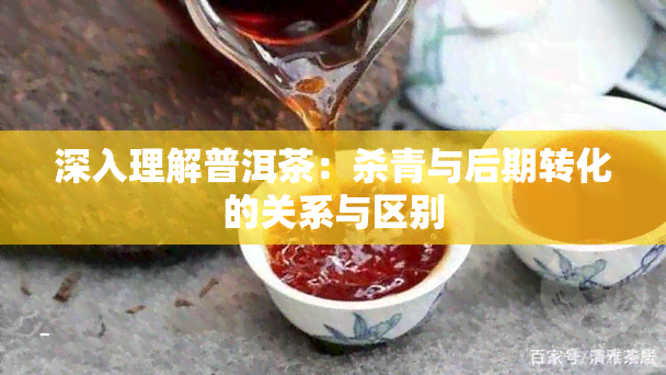 深入理解普洱茶：杀青与后期转化的关系与区别