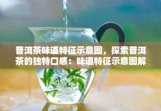 普洱茶味道特征示意图，探索普洱茶的独特口感：味道特征示意图解析