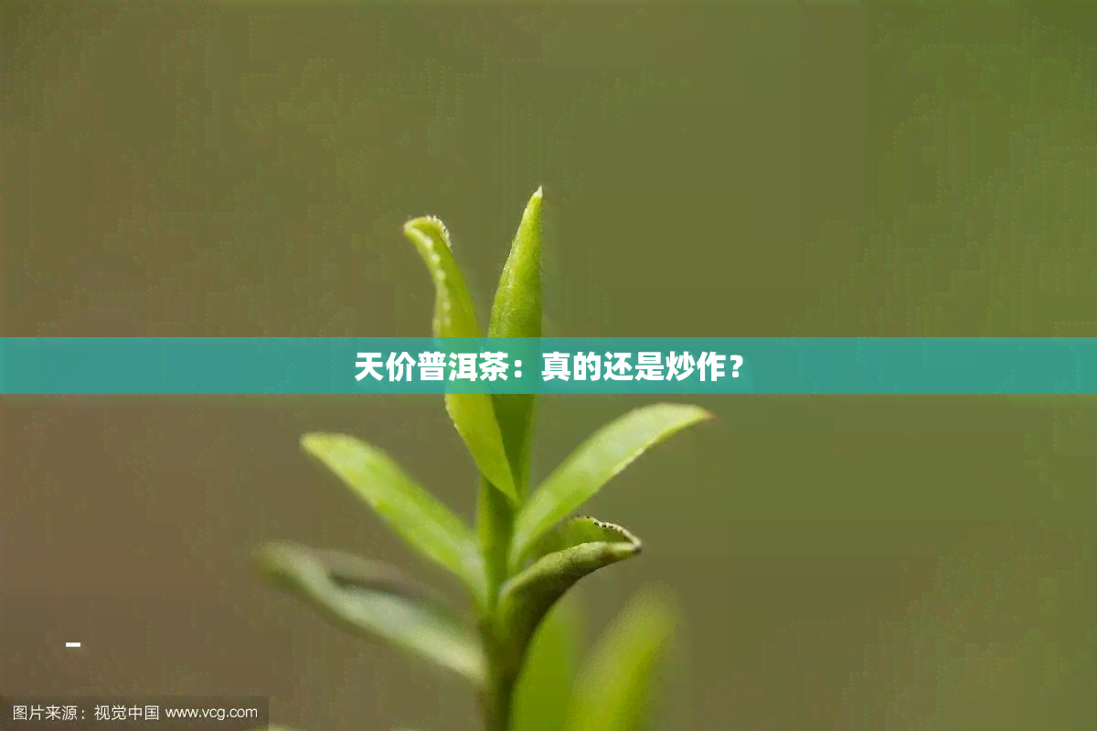 天价普洱茶：真的还是炒作？