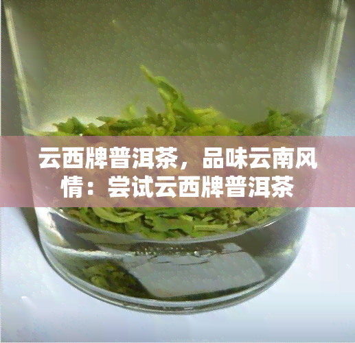 云西牌普洱茶，品味云南风情：尝试云西牌普洱茶