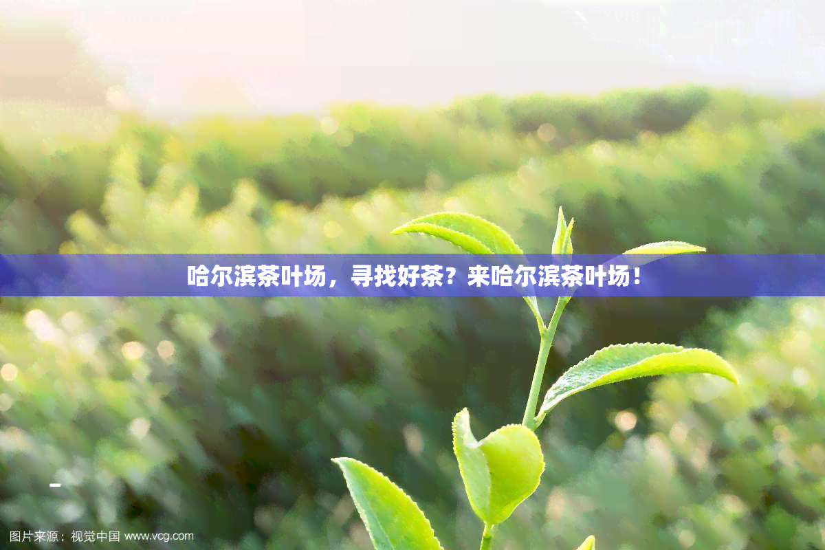 哈尔滨茶叶场，寻找好茶？来哈尔滨茶叶场！