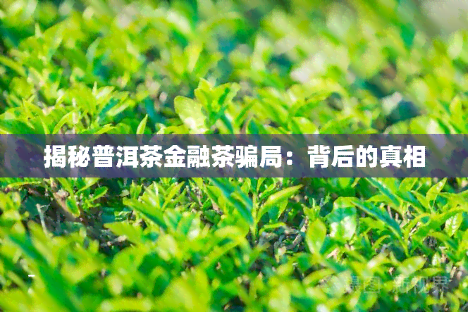 揭秘普洱茶金融茶骗局：背后的真相