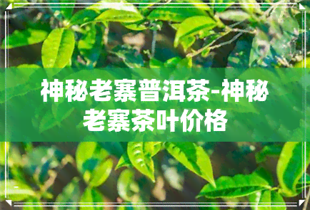 神秘老寨普洱茶-神秘老寨茶叶价格