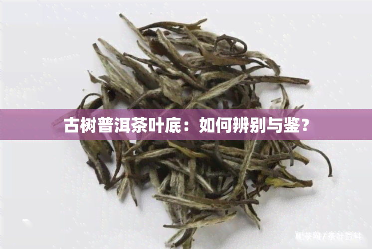 古树普洱茶叶底：如何辨别与鉴？