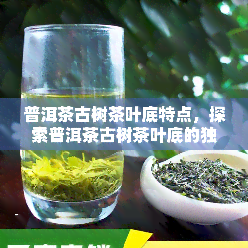 普洱茶古树茶叶底特点，探索普洱茶古树茶叶底的独特魅力