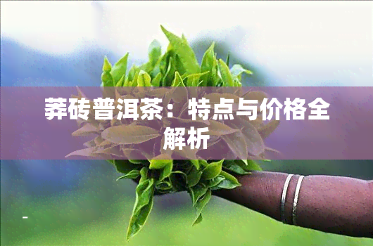 莽砖普洱茶：特点与价格全解析