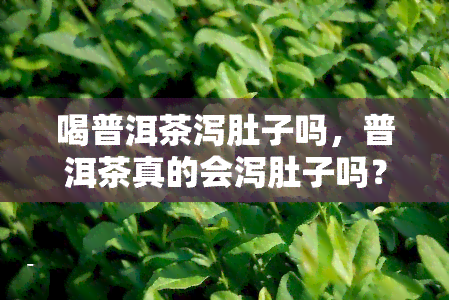 喝普洱茶泻肚子吗，普洱茶真的会泻肚子吗？科学解析！