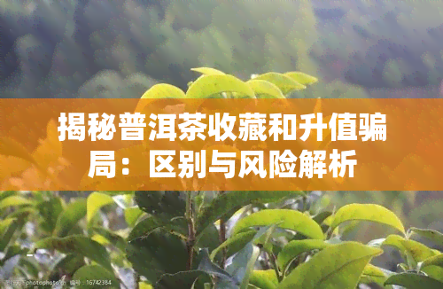 揭秘普洱茶收藏和升值骗局：区别与风险解析