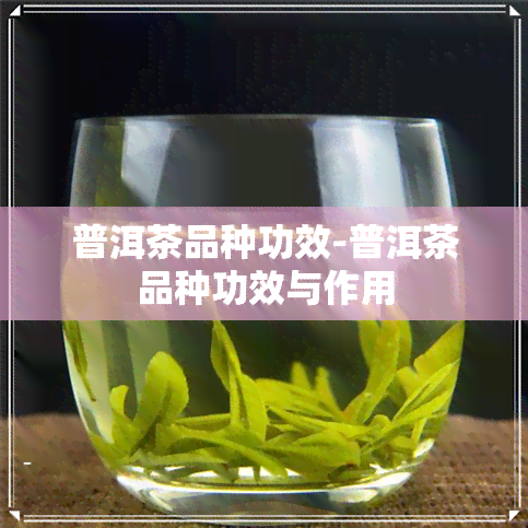 普洱茶品种功效-普洱茶品种功效与作用