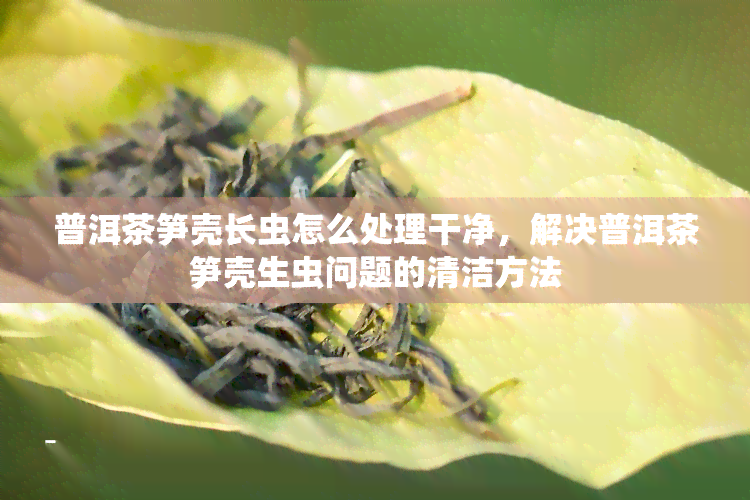 普洱茶笋壳长虫怎么处理干净，解决普洱茶笋壳生虫问题的清洁方法