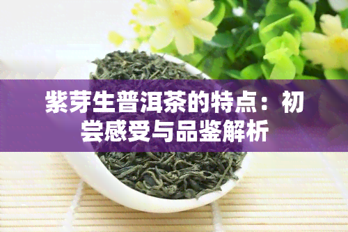 紫芽生普洱茶的特点：初尝感受与品鉴解析