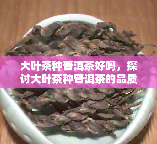 大叶茶种普洱茶好吗，探讨大叶茶种普洱茶的品质：是否好？