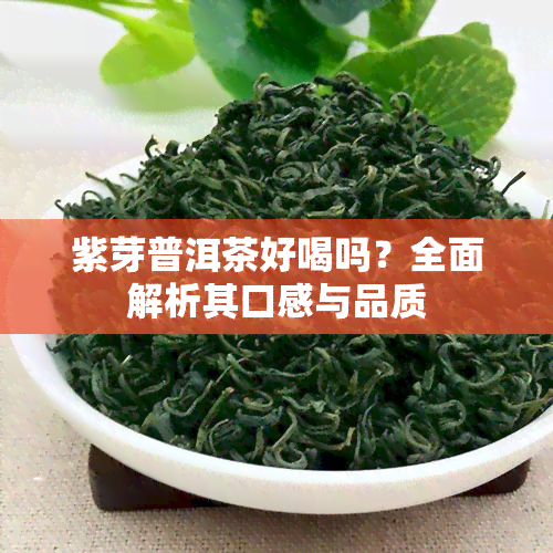 紫芽普洱茶好喝吗？全面解析其口感与品质