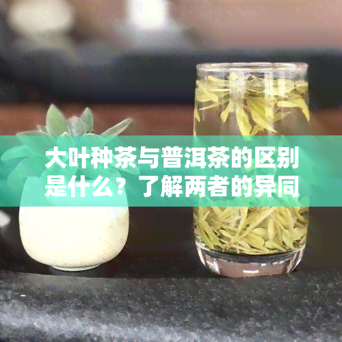 大叶种茶与普洱茶的区别是什么？了解两者的异同与特点