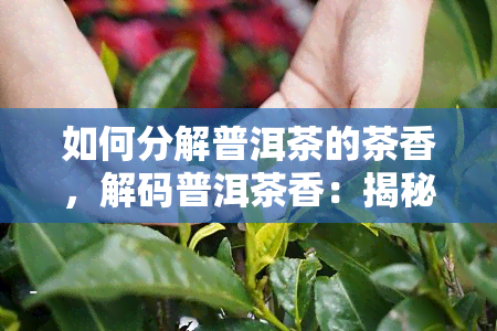 如何分解普洱茶的茶香，解码普洱茶香：揭秘茶叶香气的科学分解方法