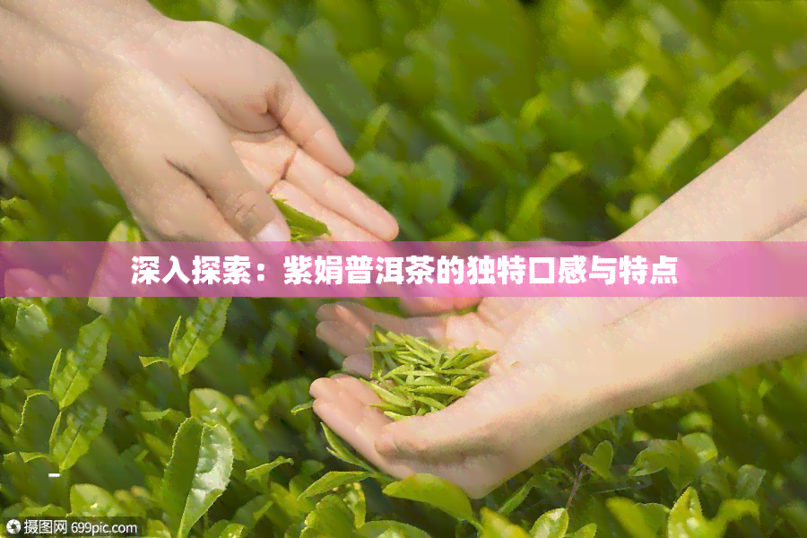 深入探索：紫娟普洱茶的独特口感与特点