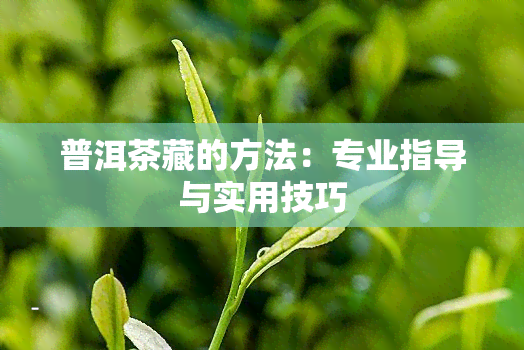 普洱茶藏的方法：专业指导与实用技巧