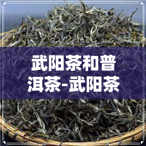 武阳茶和普洱茶-武阳茶和普洱茶哪个好