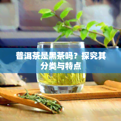 普洱茶是黑茶吗？探究其分类与特点