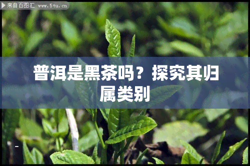 普洱是黑茶吗？探究其归属类别