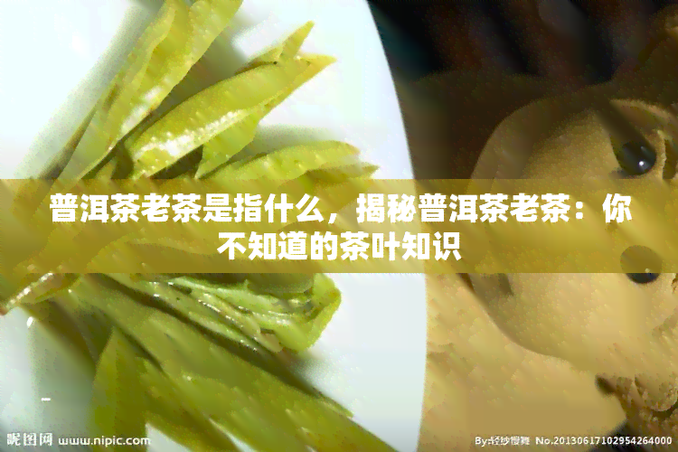 普洱茶老茶是指什么，揭秘普洱茶老茶：你不知道的茶叶知识