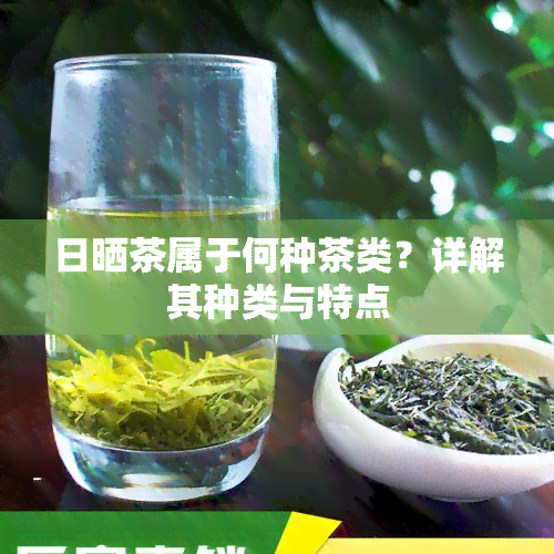 日晒茶属于何种茶类？详解其种类与特点