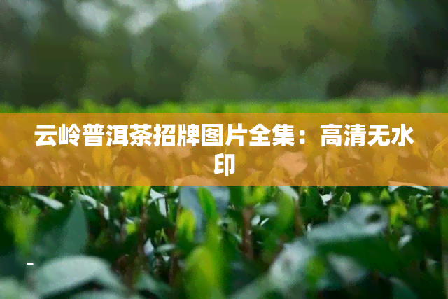 云岭普洱茶招牌图片全集：高清无水印