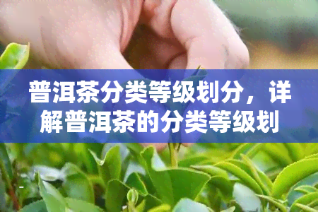 普洱茶分类等级划分，详解普洱茶的分类等级划分及其特点