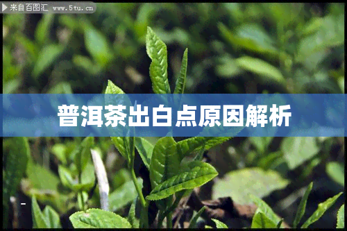 普洱茶出白点原因解析