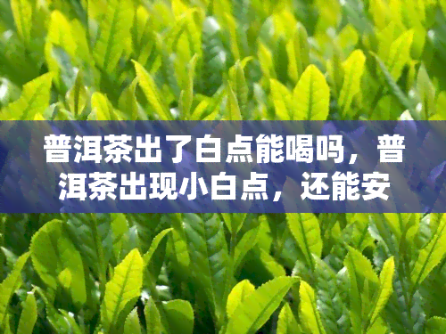 普洱茶出了白点能喝吗，普洱茶出现小白点，还能安心饮用吗？