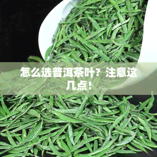 怎么选普洱茶叶？注意这几点！