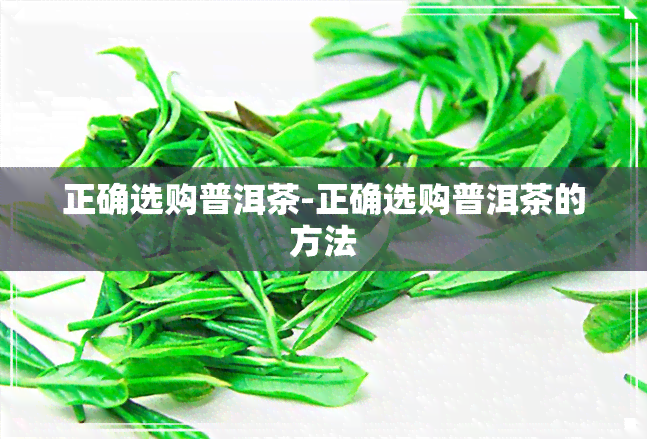 正确选购普洱茶-正确选购普洱茶的方法