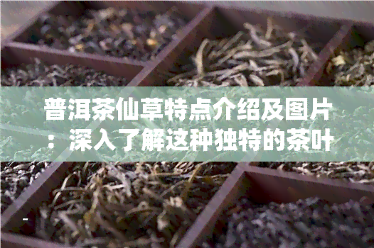 普洱茶仙草特点介绍及图片：深入了解这种独特的茶叶