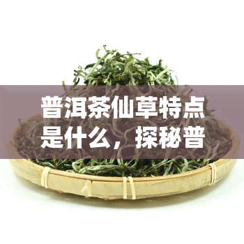 普洱茶仙草特点是什么，探秘普洱茶仙草的独特魅力：特点解析