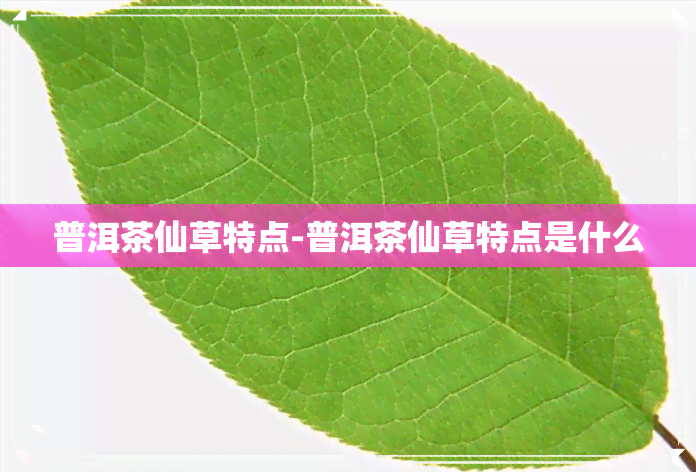 普洱茶仙草特点-普洱茶仙草特点是什么