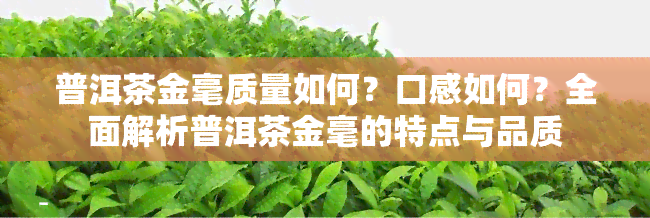 普洱茶金毫质量如何？口感如何？全面解析普洱茶金毫的特点与品质