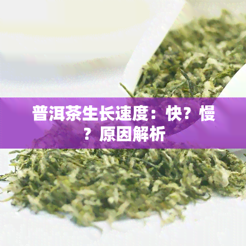 普洱茶生长速度：快？慢？原因解析