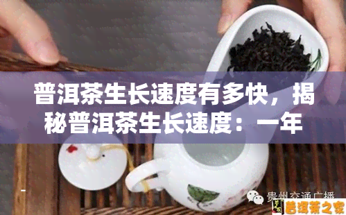 普洱茶生长速度有多快，揭秘普洱茶生长速度：一年能长多高？